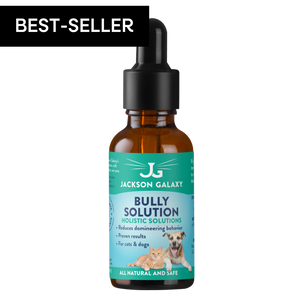 Bully Solution