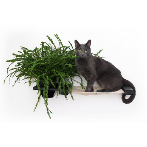Planter Cat Hammock : Indoor Cat Garden by Catastrophic Creations