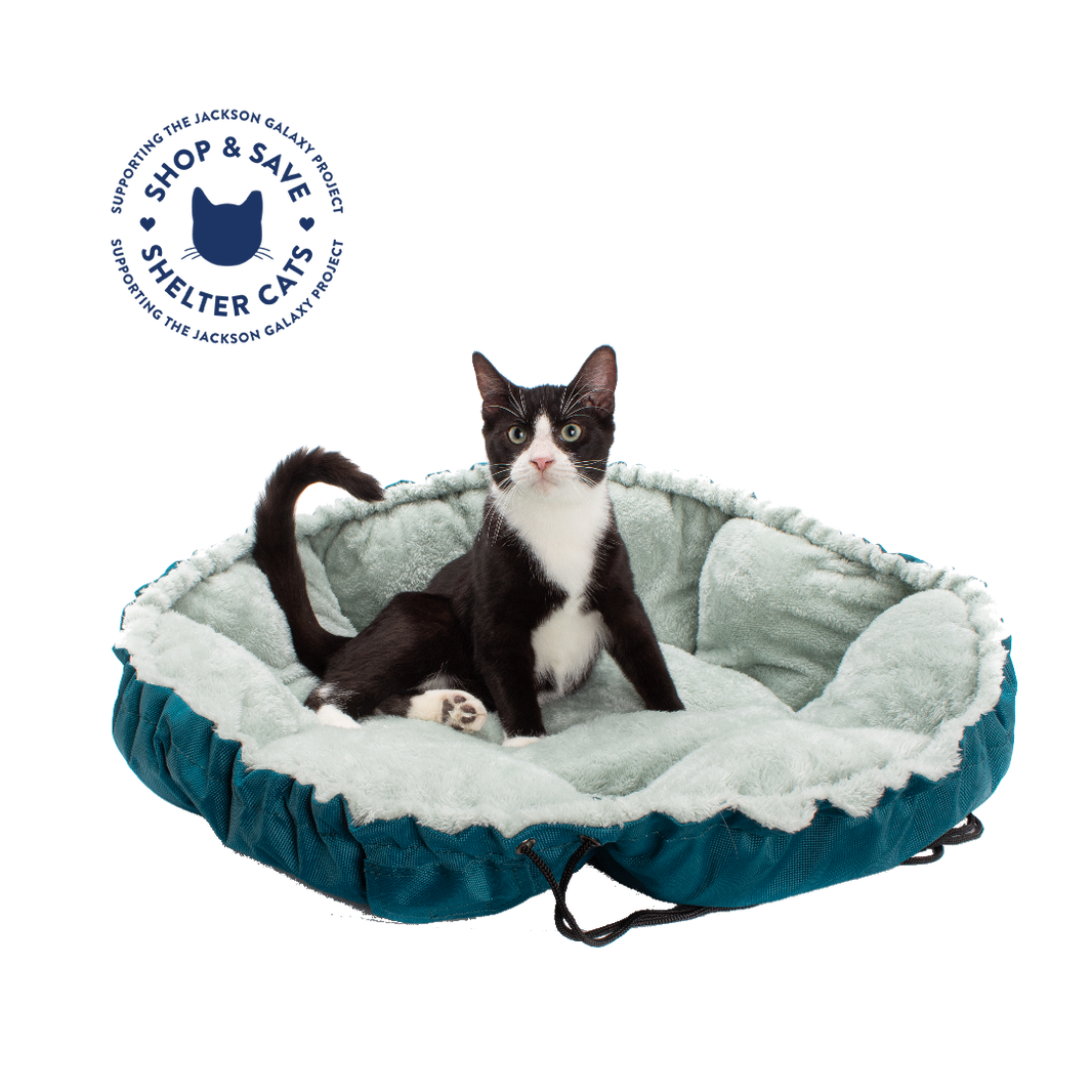 Jackson Galaxy Store