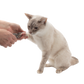 Nail Grooming Bundle for Cats