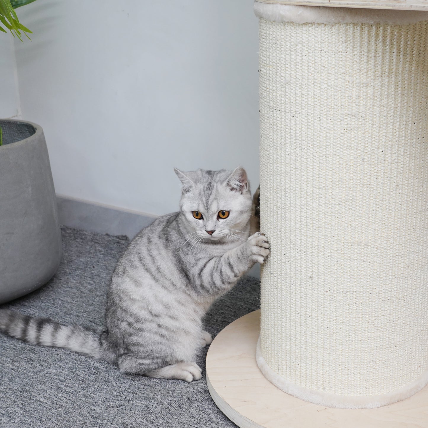 Oliver 74" Wall Anchored Cat Tree by Agile