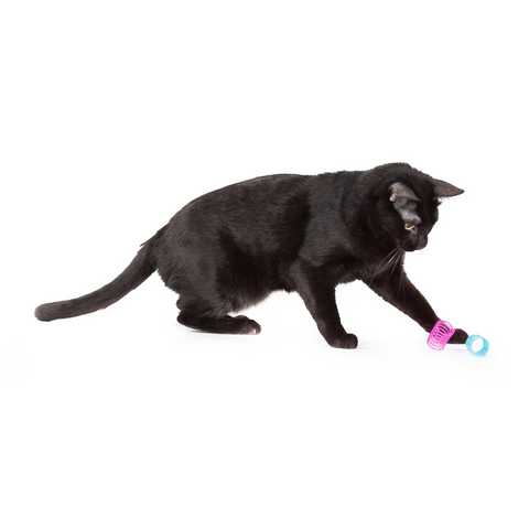 Springles! – Jackson Galaxy