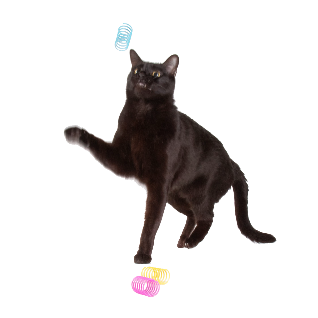 Springles Music Springles! – Jackson Galaxy