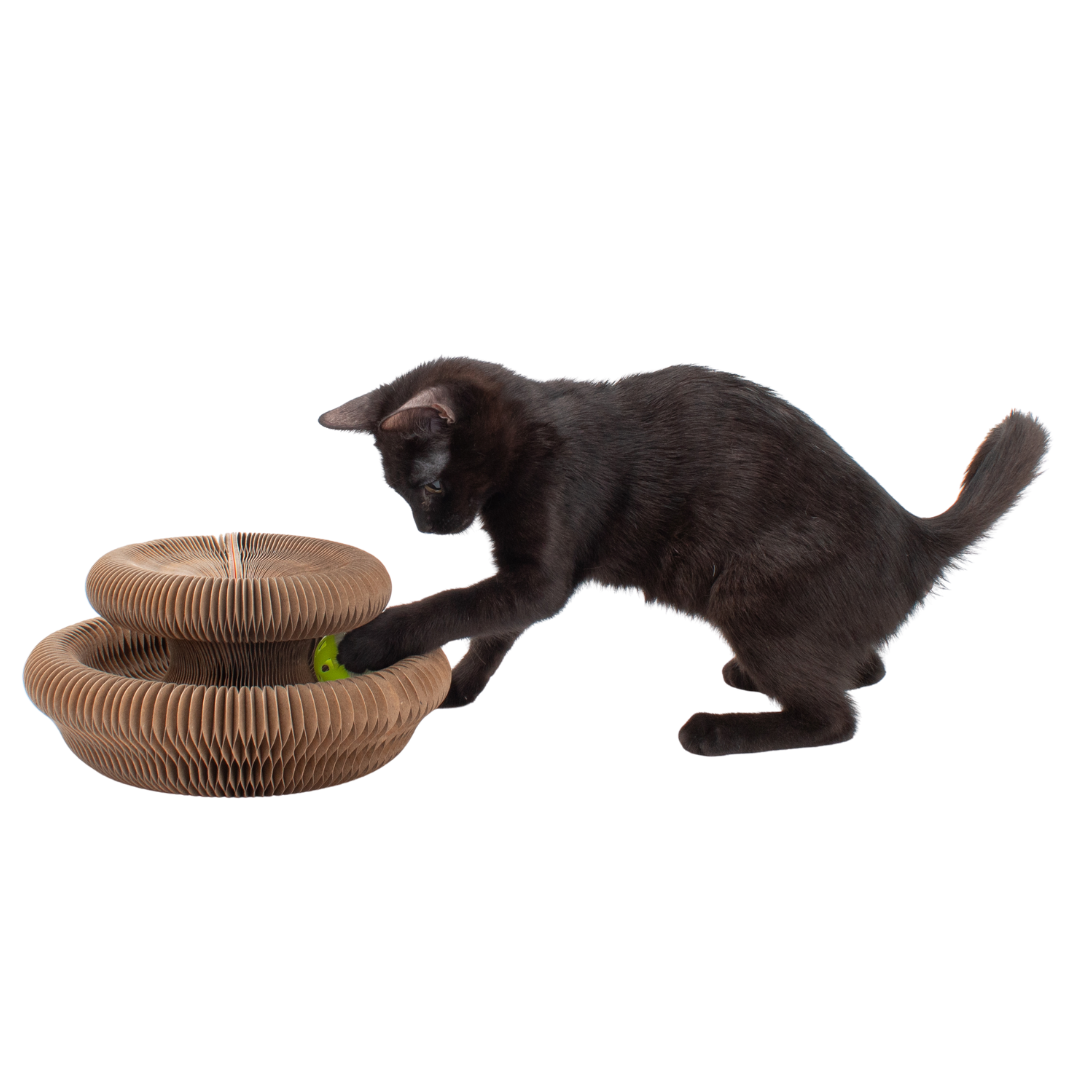 Cardboard Accordion Cat Toy