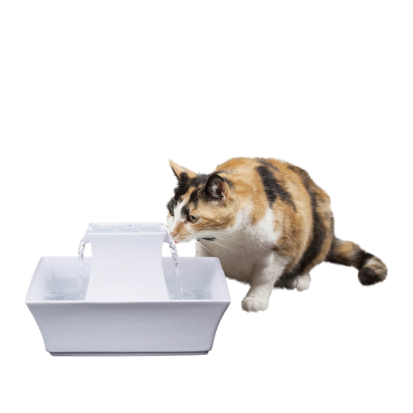 Jackson Galaxy
