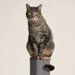 Zip Scratching Post