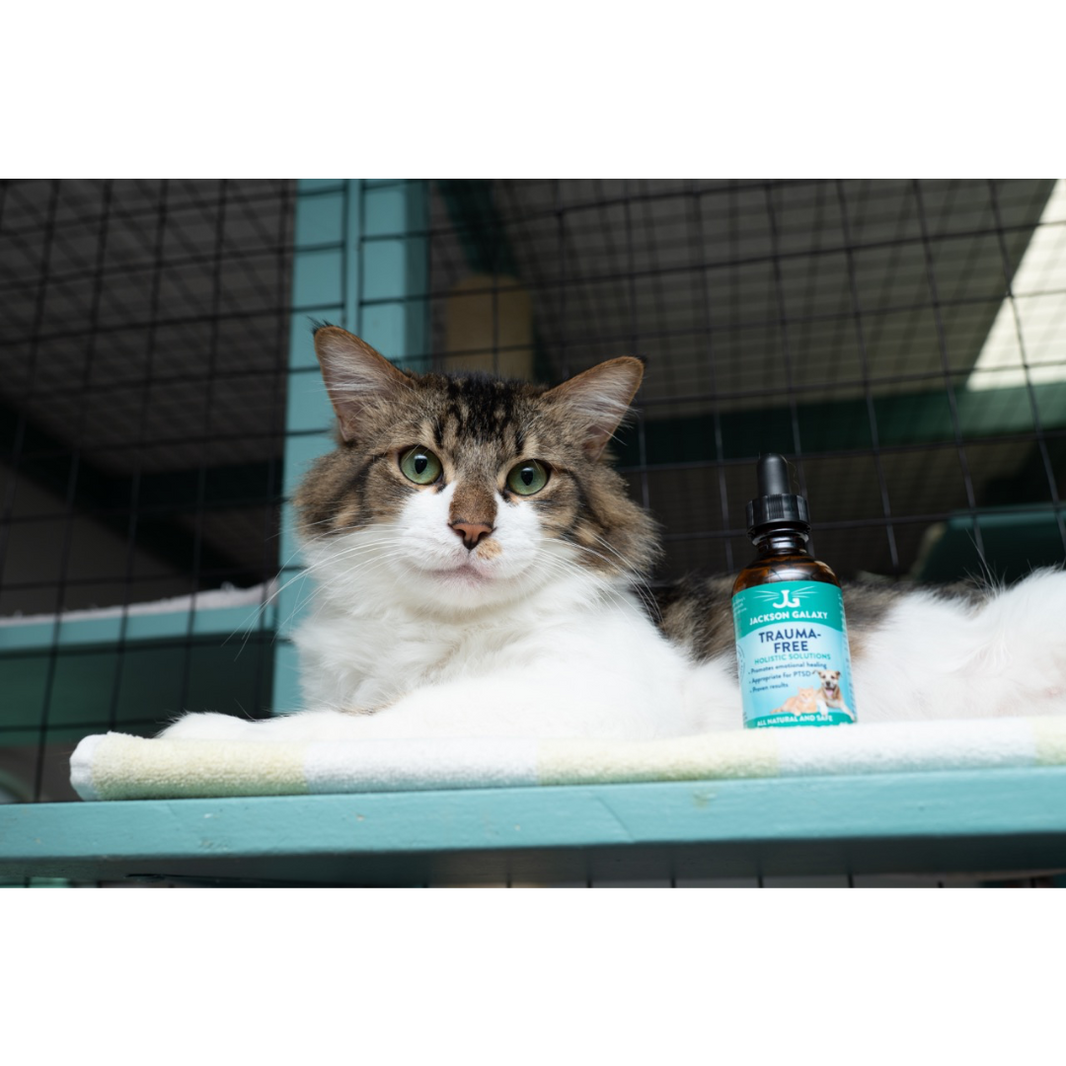 Trauma – Jackson Galaxy
