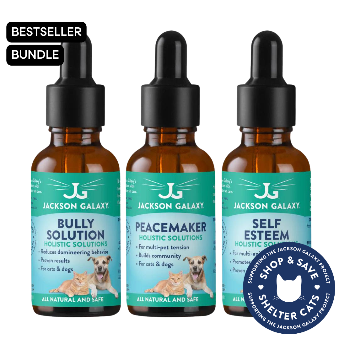 Cat Introductions Part 5 The Final Countdown Jackson Galaxy