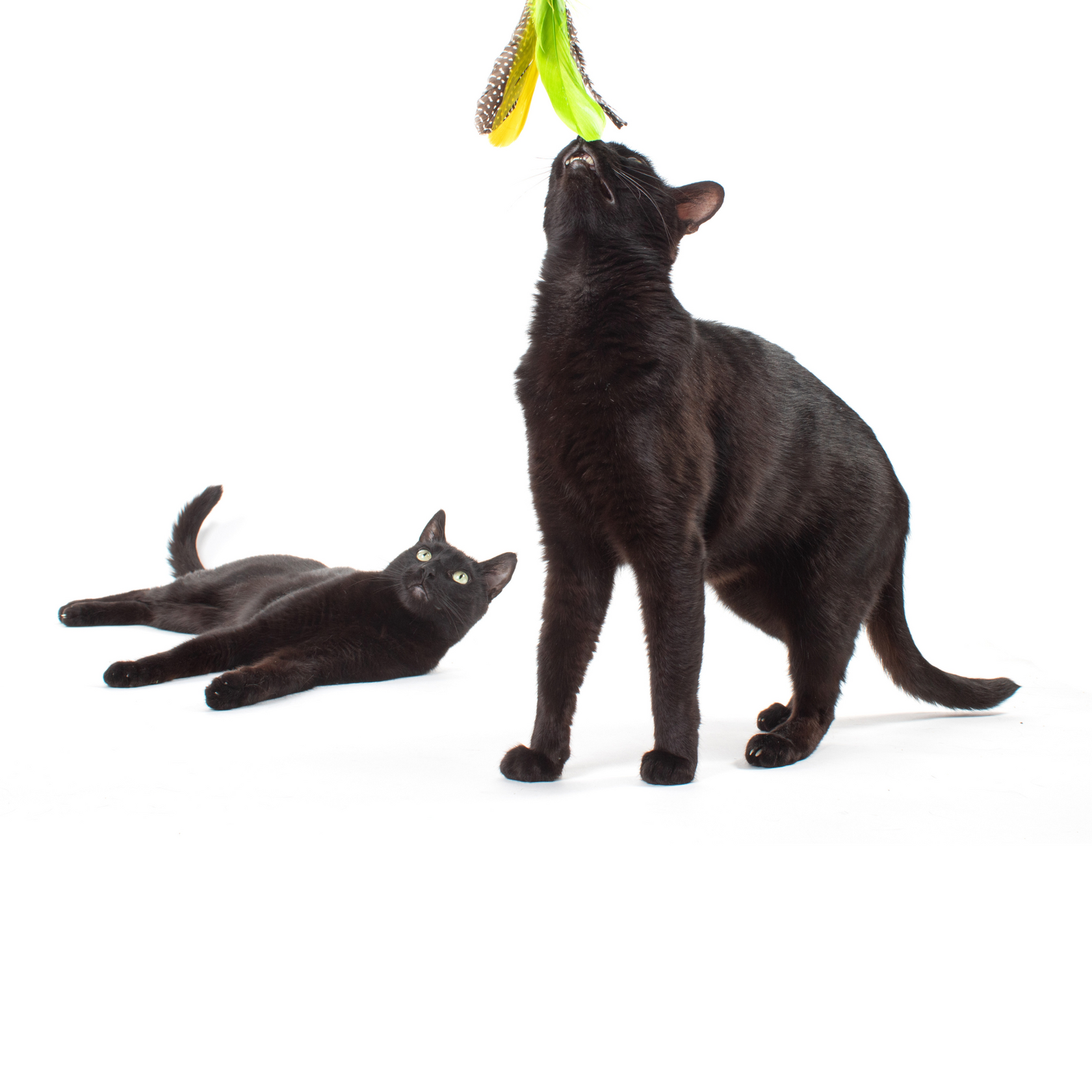 Reviewing the Top Interactive Cat Toys! Jackson Galaxy