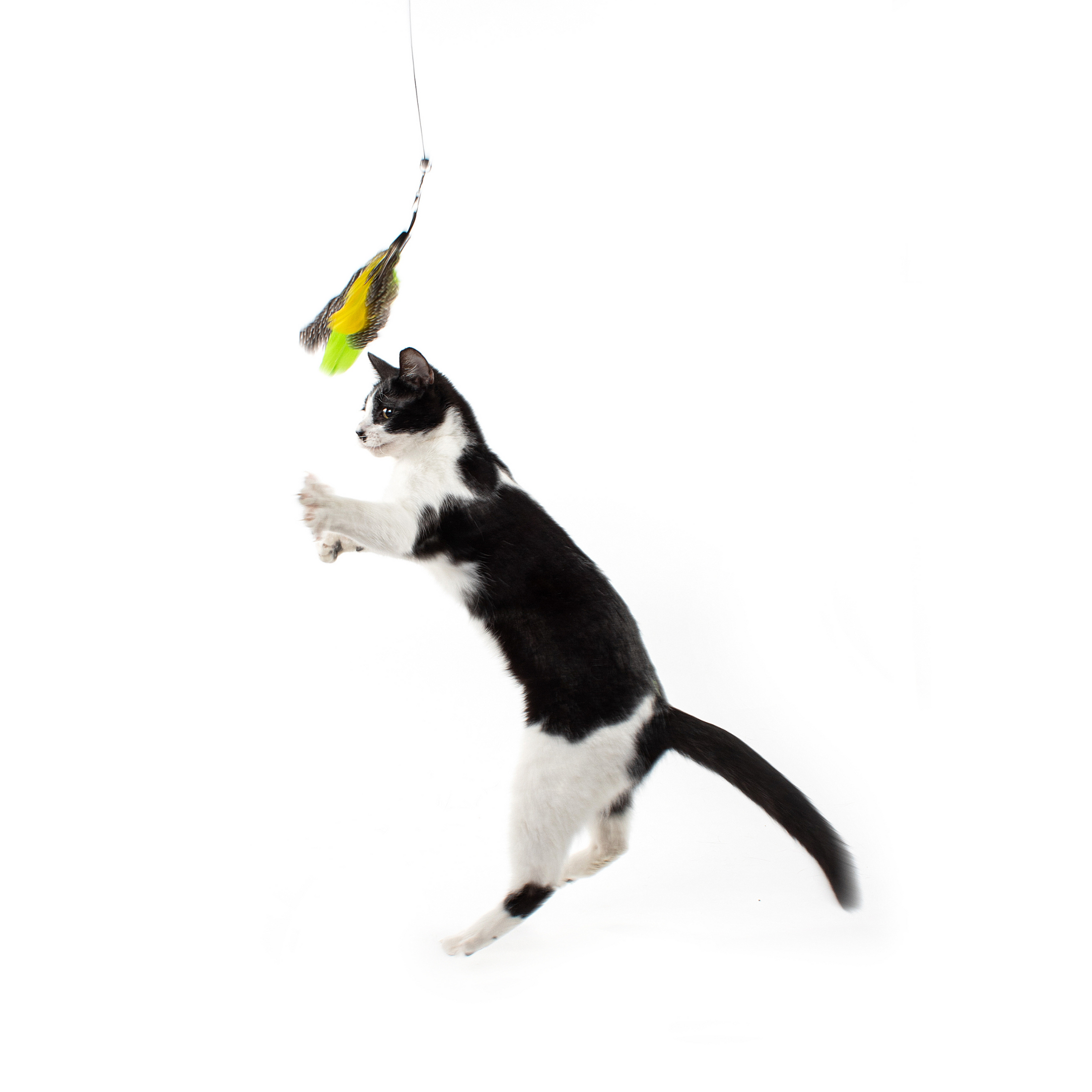 Reviewing the Top Interactive Cat Toys! Jackson Galaxy