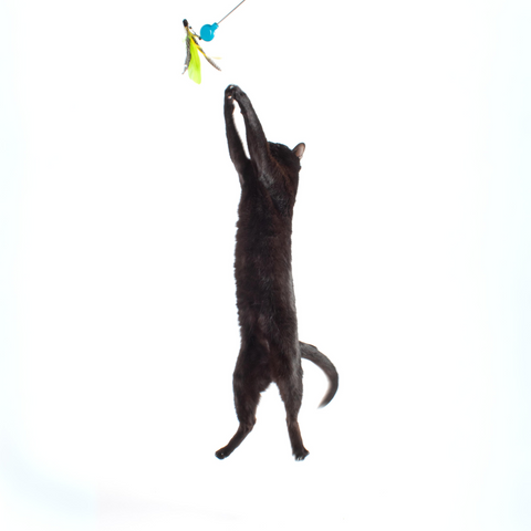 Gotcha! Cat Wand Toy