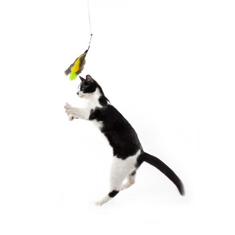 Gotcha! Cat Wand Toy