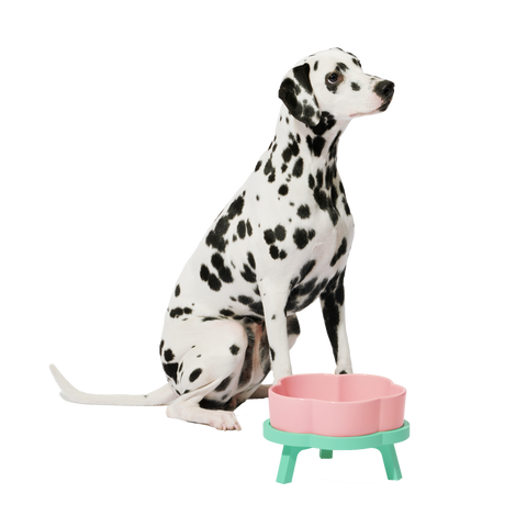 VETRESKA Elevated Dog Bowl Raised Ceramic Cat Dog Bowls Large