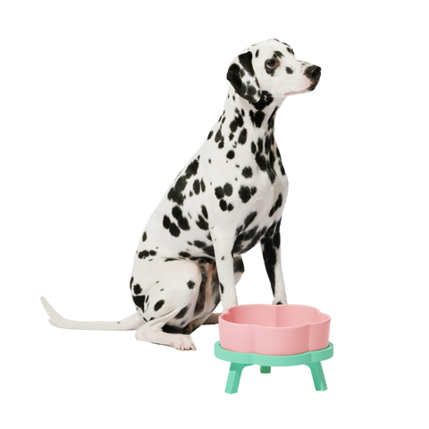 Flora Ceramic Pet Bowl by Vetreska