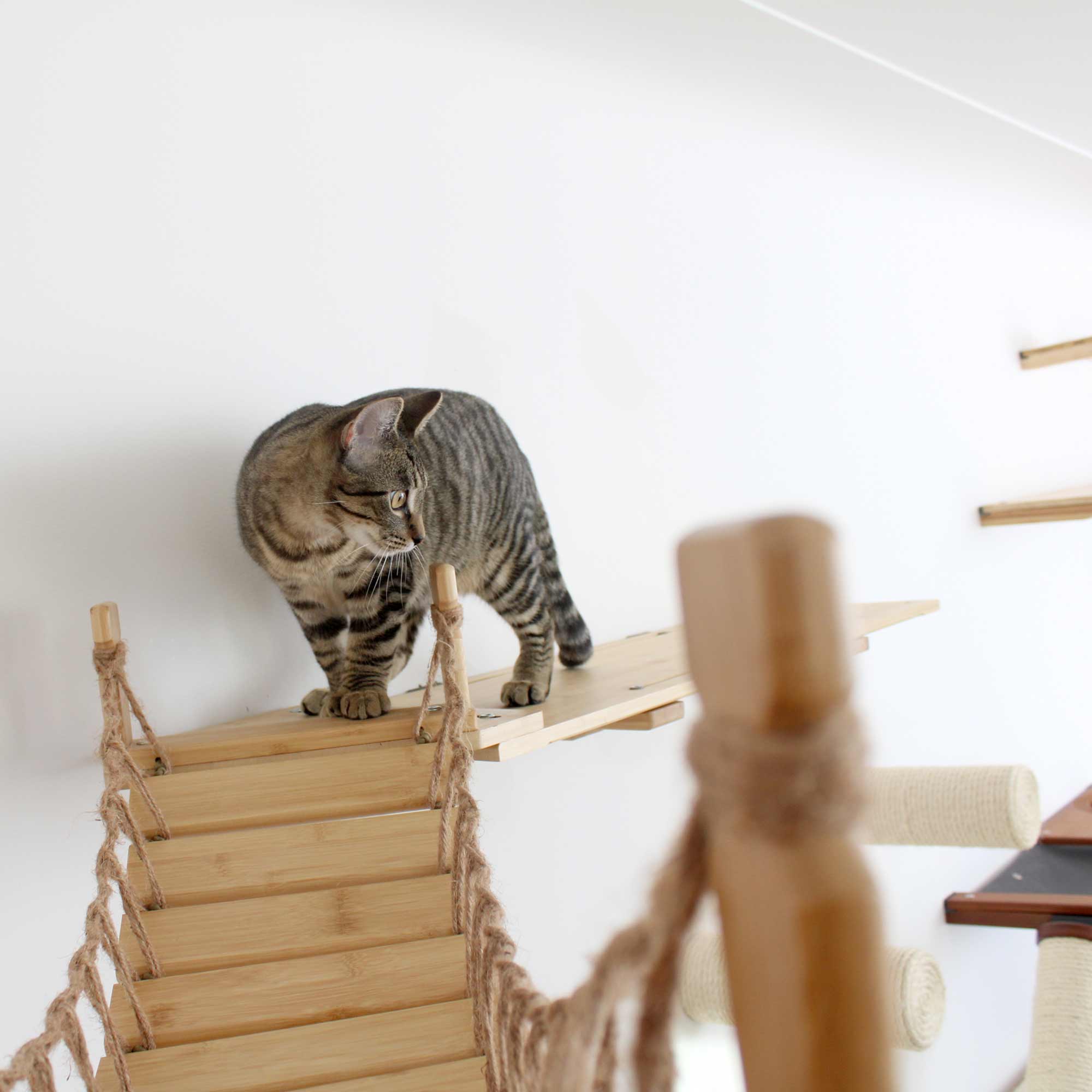 The Corner Cat Bridge by Catastrophic Creations