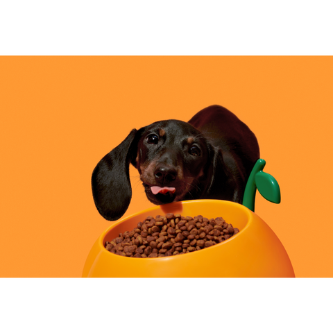 Juicy Tangerine Pet Bowl, Spoon & Mat Set by Vetreska