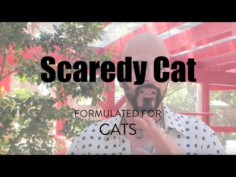 Scaredy Cat