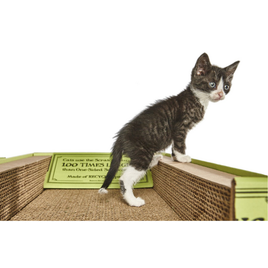 Jackson Galaxy Jackson Galaxy