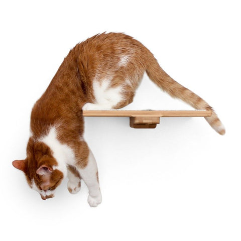 Cat Perch (Shelf) for Wall by Catastrophic Creations