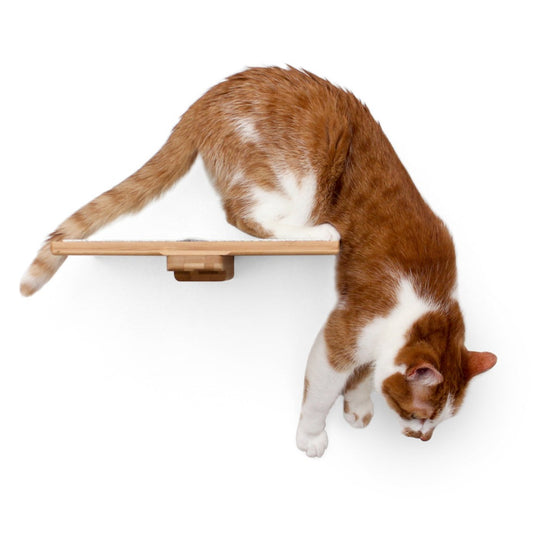 12" Cat Shelf by Catastrophic Creations