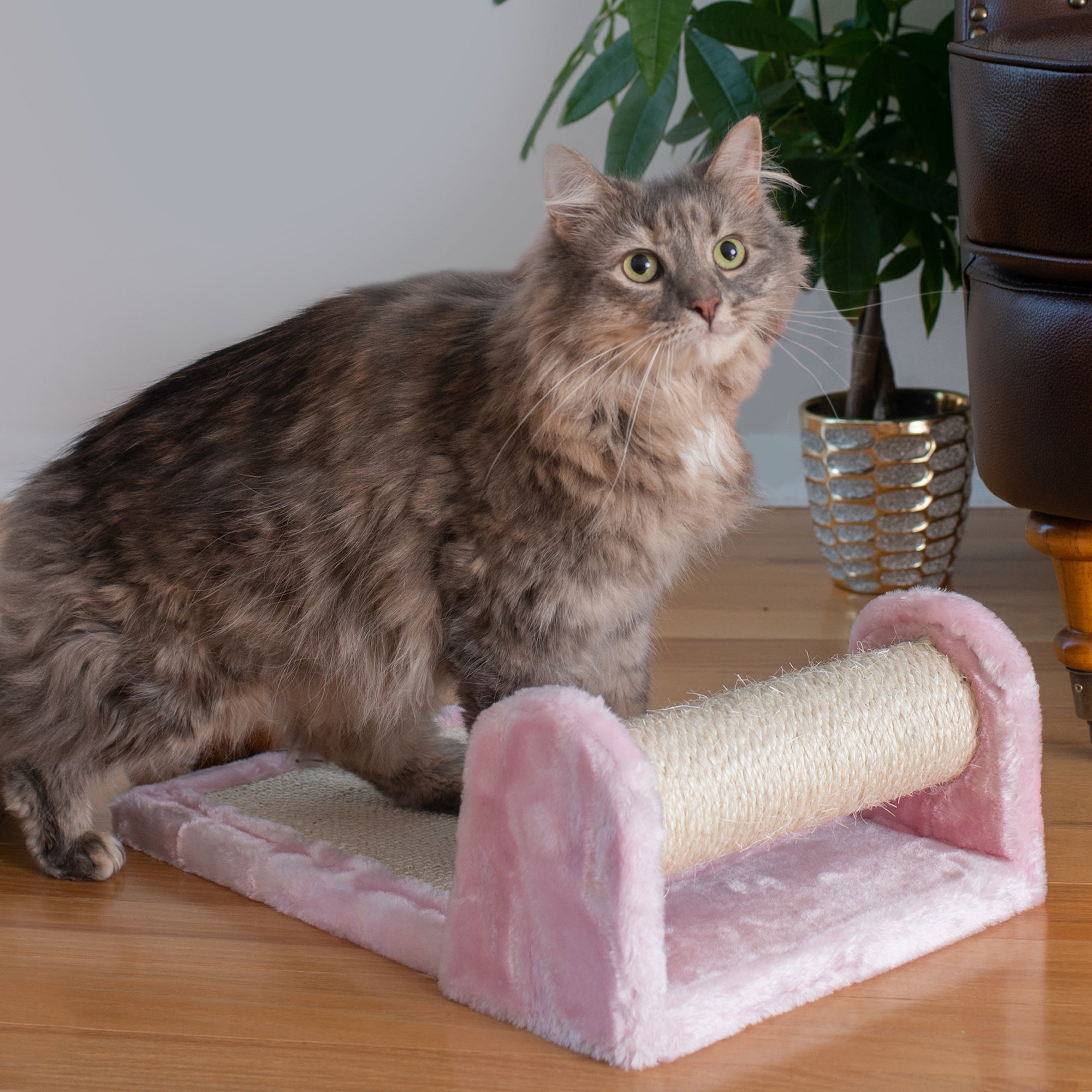 Premium Rolling Kitten Scratcher by Armarkat