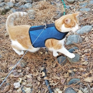 Kitty Holster Cat Harness