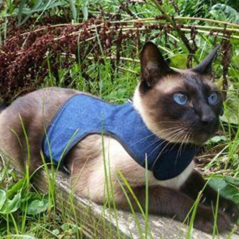 6 Best Cat Harnesses of 2024 - Reviewed