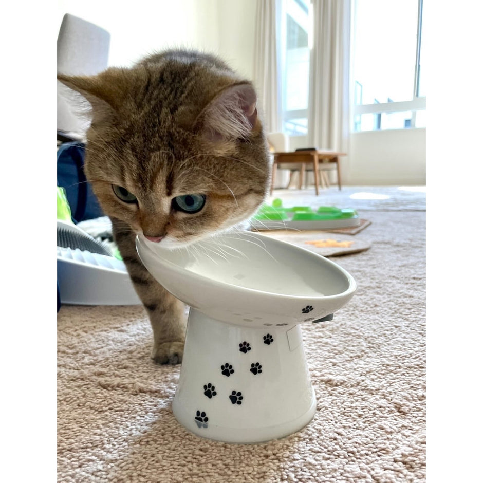 Bowls & Fountains Jackson Galaxy