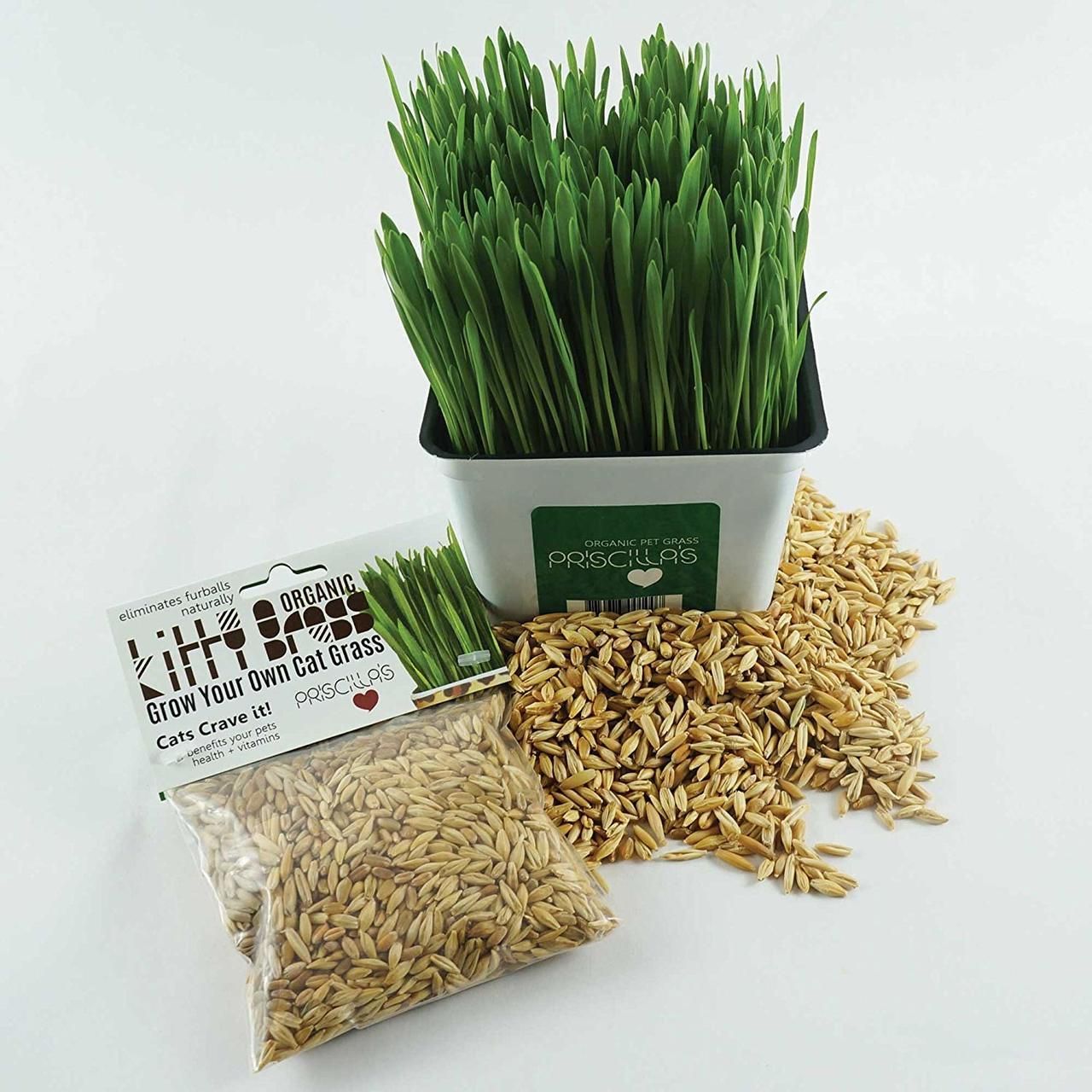 Cat Grass Seed Pack 3x (3 oz total) by Three Farms