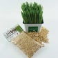 Cat Grass Seed Pack 6x (6 oz total) by Three Farms