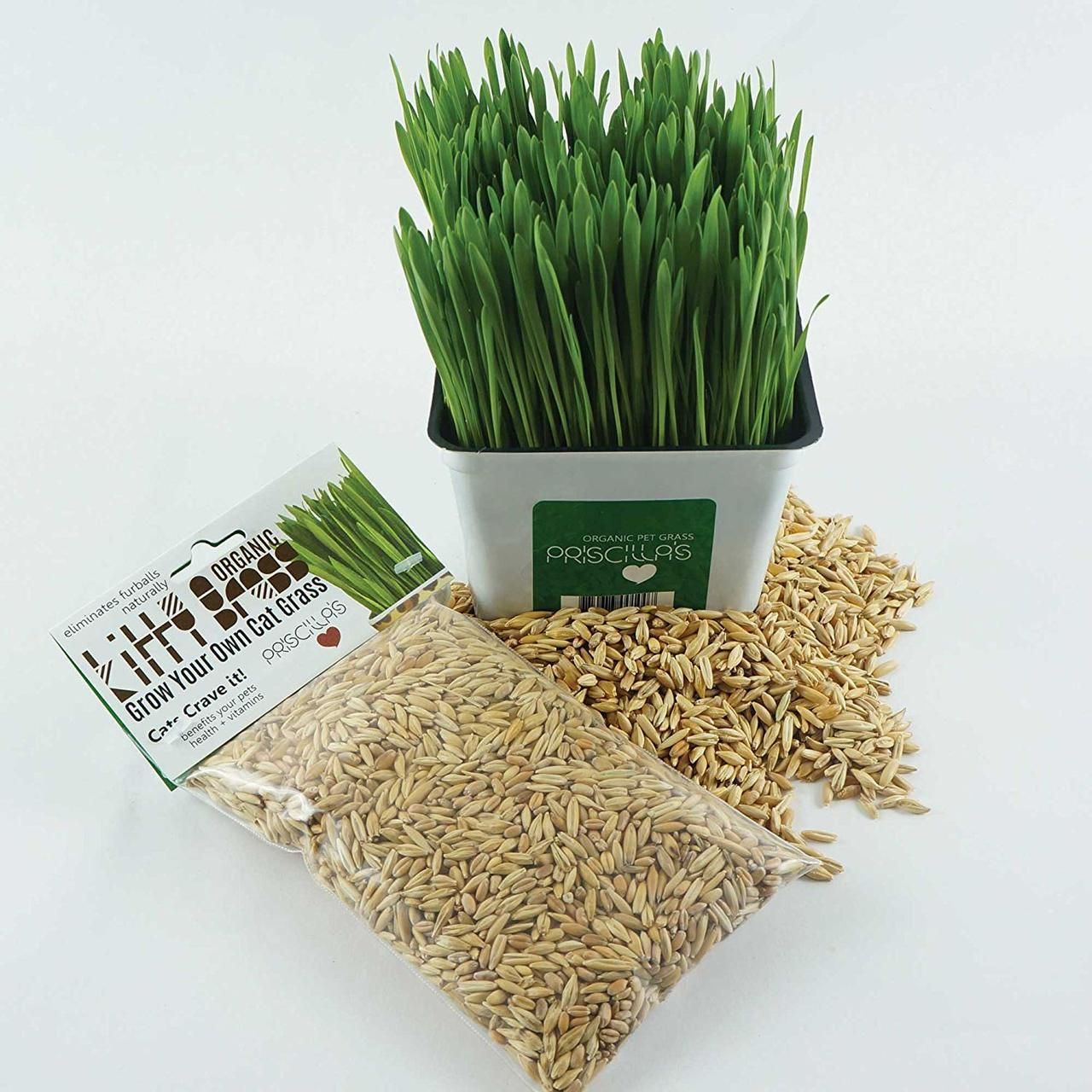 Priscilla's Grass Seed Pack 6oz