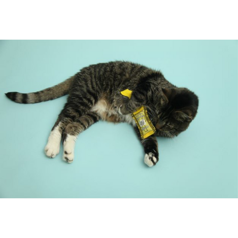 Taco Sauce Cat Toy Set