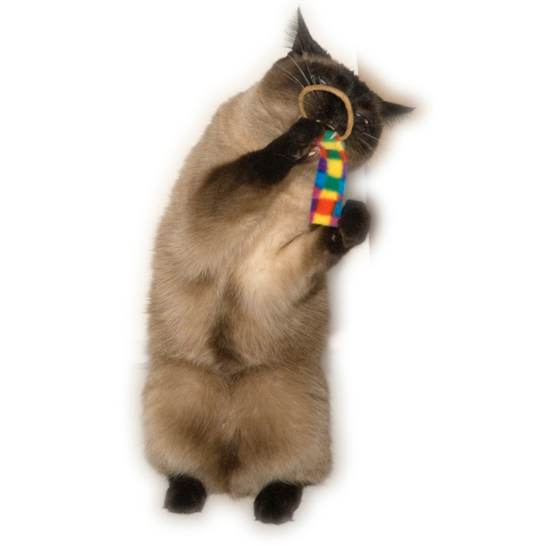Chaser 6Pack Cat Toys Jackson Galaxy