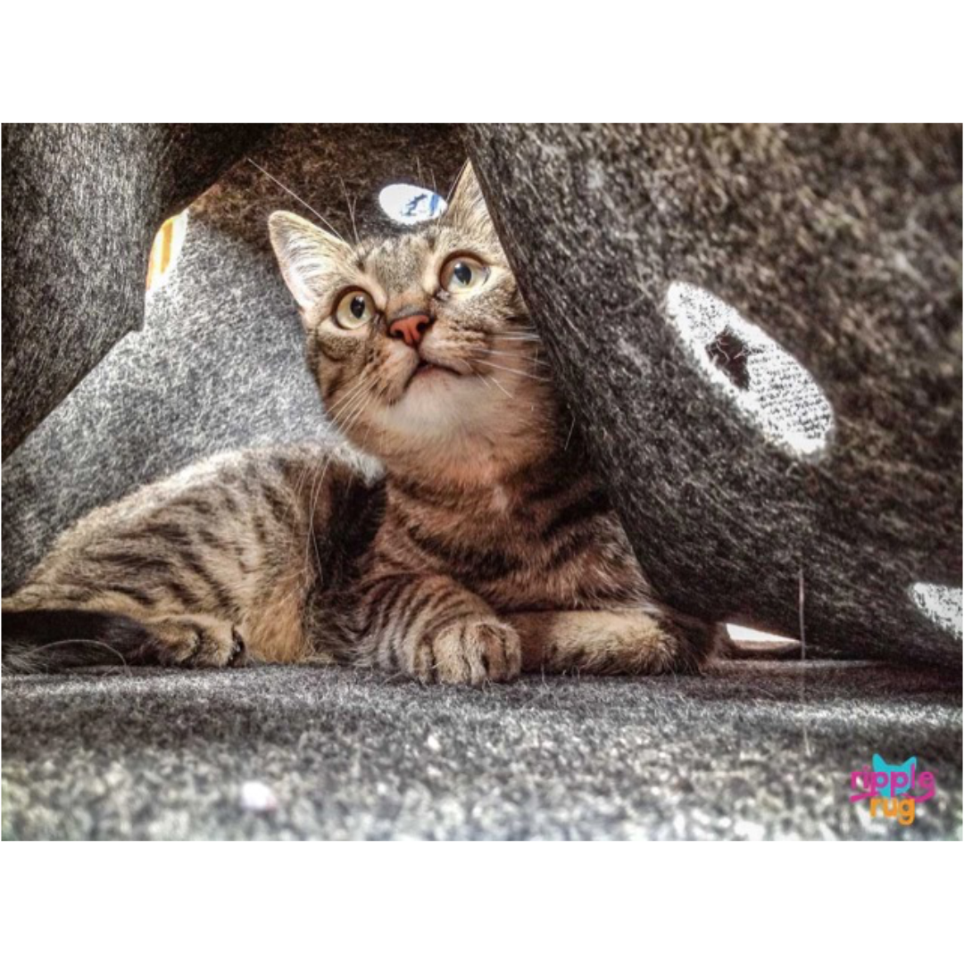 Ripple Rug Cat Activity Mat – Jackson Galaxy