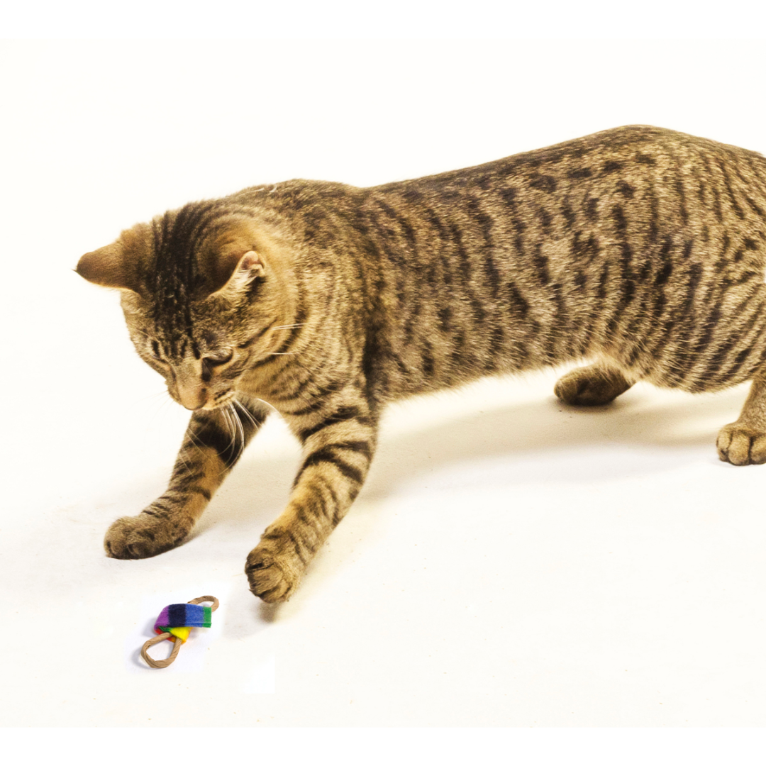 Chaser 6Pack Cat Toys Jackson Galaxy