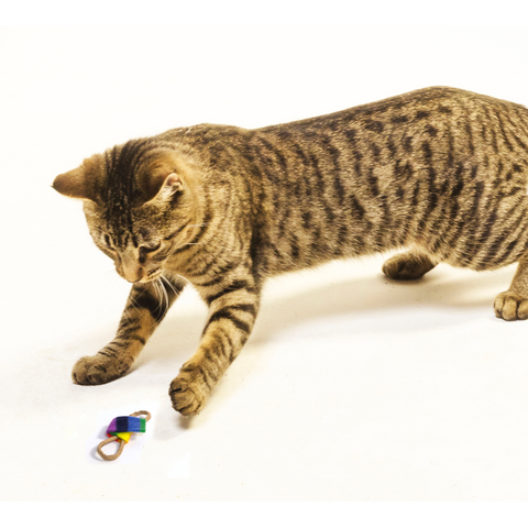 Chaser 6-Pack Cat Toys