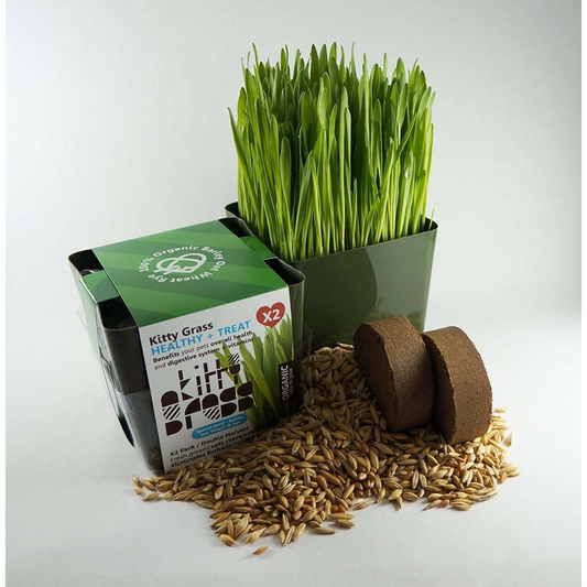 Priscilla's Grow Your Own Planter + Grass Kits (2x)