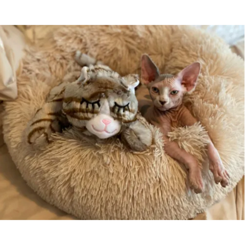 Snuggle Kitty