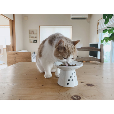 Elevated cat bowls 2024 australia