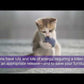 Premium Kitten Scratcher with Ramp by Armarkat