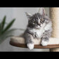 48-inch Faux Fur Cat Tree, Beige with Raised House by Armarkat