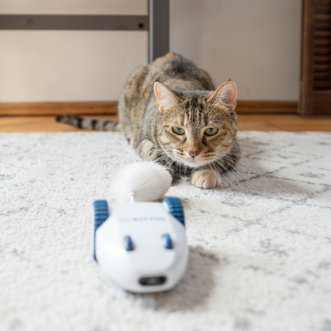 Robo Mouse - Interactive Electronic Cat Toy by Kittio