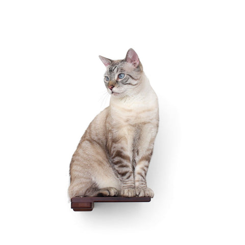 Cat Step by Catastrophic Creations