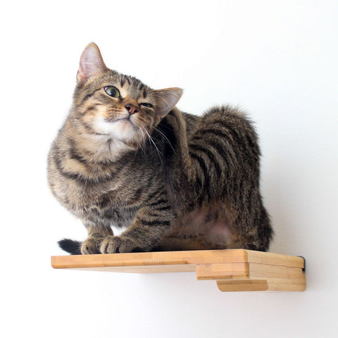 Cat Step by Catastrophic Creations
