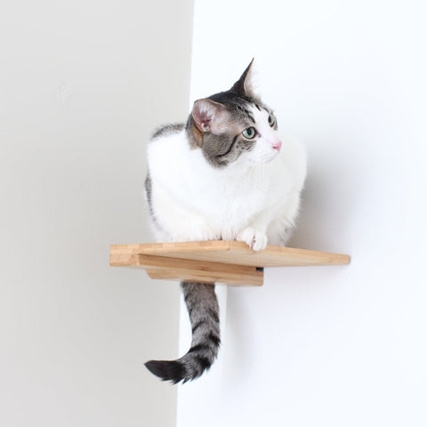 Cat Step by Catastrophic Creations