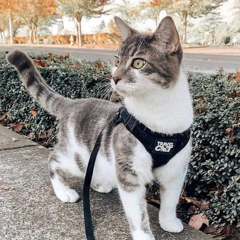 The True Adventurer Reflective Cat & Kitten Harness and Leash